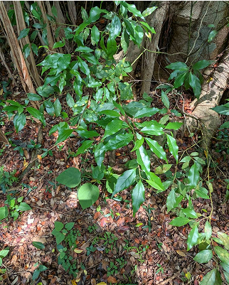 樟樹小苗 Cinnamomum camphora